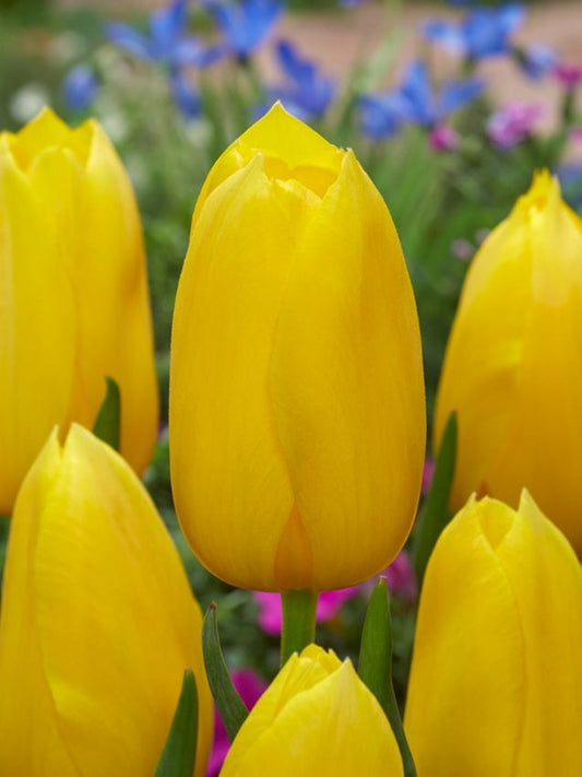 Tulpen Muscadet