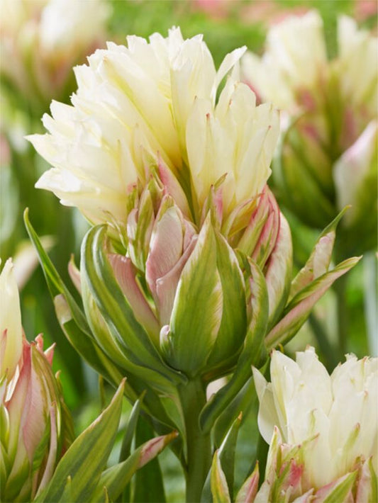 Tulpen Mystery valley