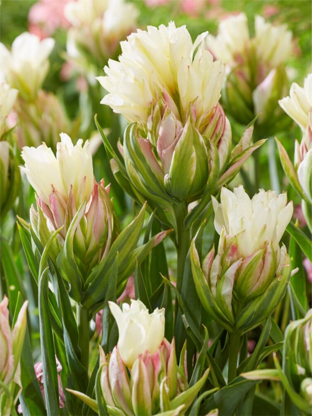 Tulpe 'Mystery Valley' - 8 Stück