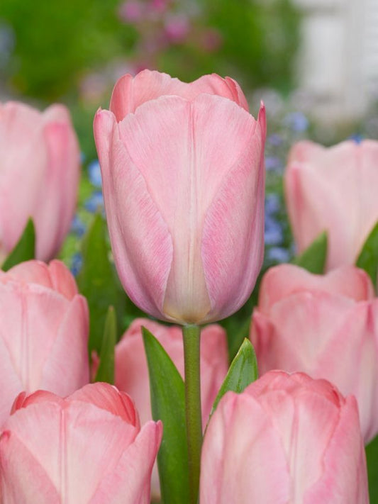 Tulpen Mystic van eijk