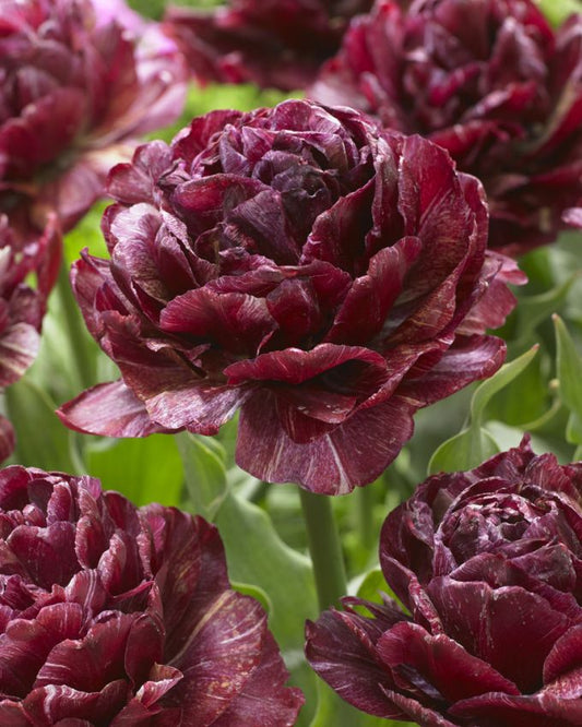 Tulpen Nachtwacht
