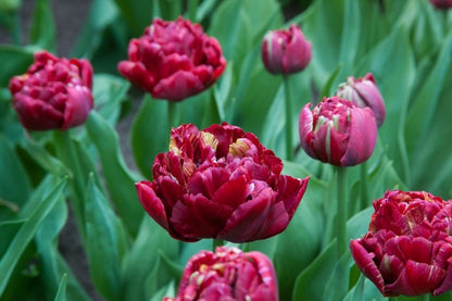 Tulipa 'Nachtwacht' - Tulpe