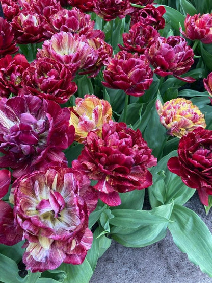 Tulipa 'Nachtwacht' - Tulpe