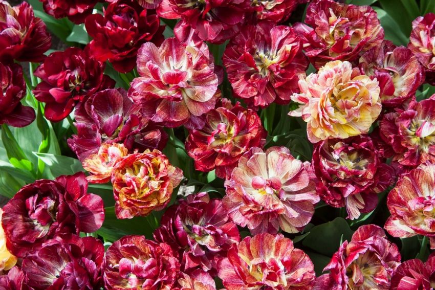 Tulipa 'Nachtwacht' - Tulpe