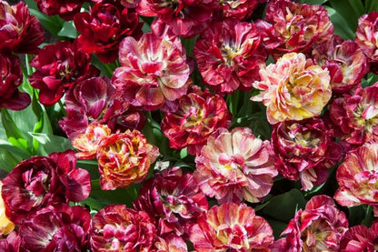 Tulipa 'Nachtwacht' - Tulpe