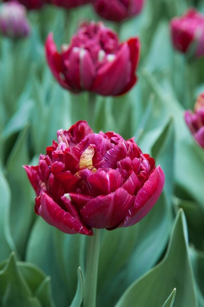 Tulipa 'Nachtwacht' - Tulpe