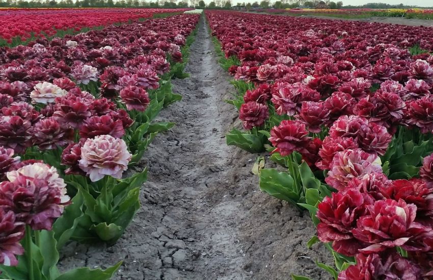 Tulipa 'Nachtwacht' - Tulpe