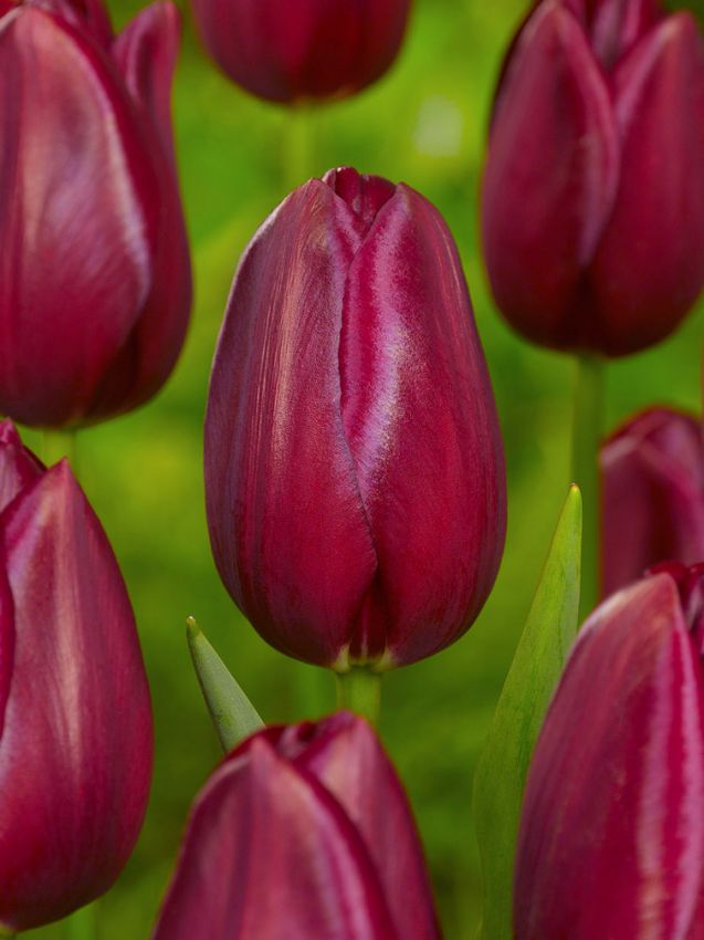 Tulpen National velvet