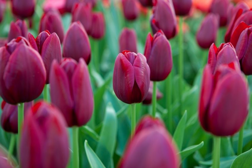 Tulipa 'National Velvet' - Tulpe