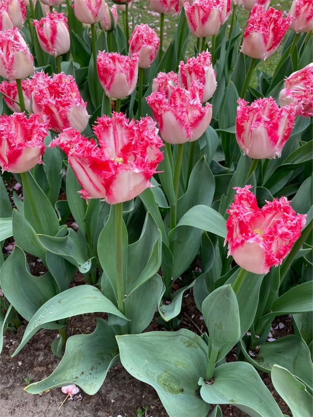Tulpe 'Neglige' - 15 Stück
