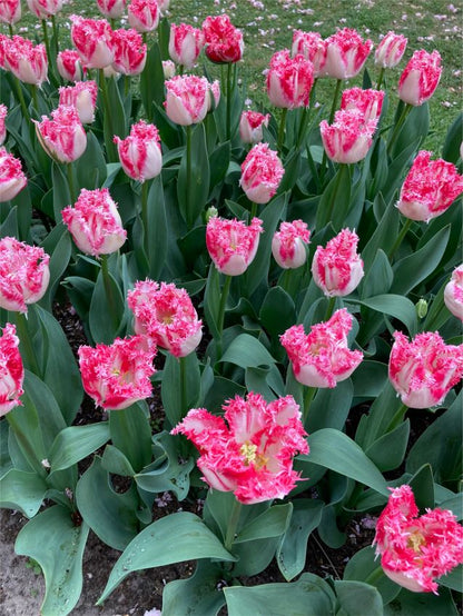 Tulpe 'Neglige' - 15 Stück
