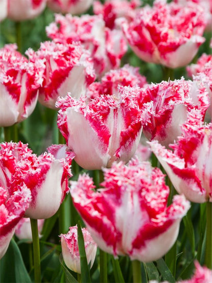 Tulpe 'Neglige' - 15 Stück
