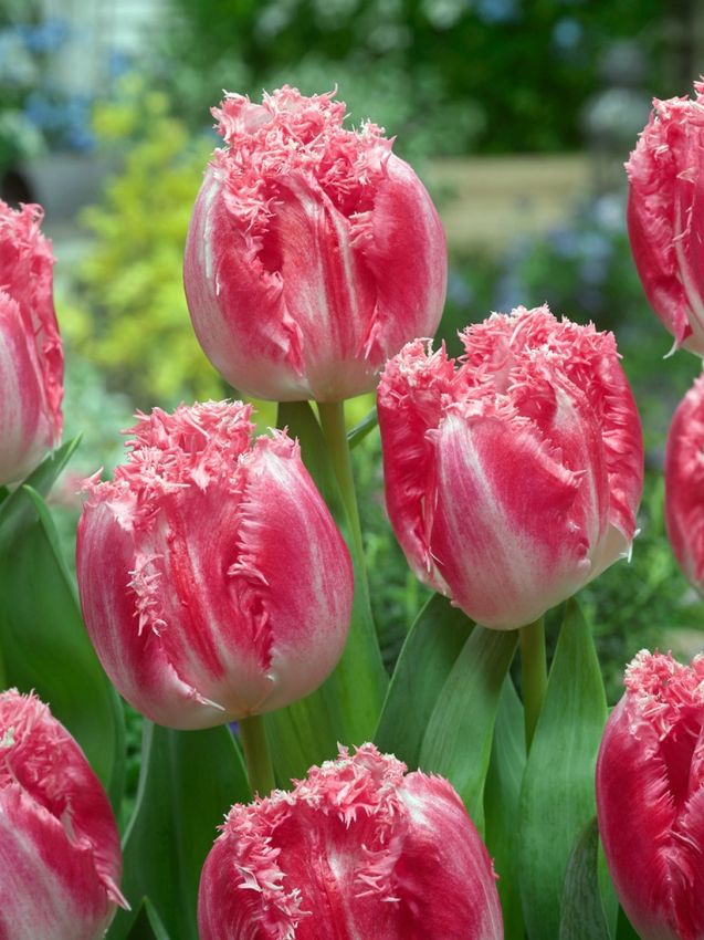 Tulpen Neglige
