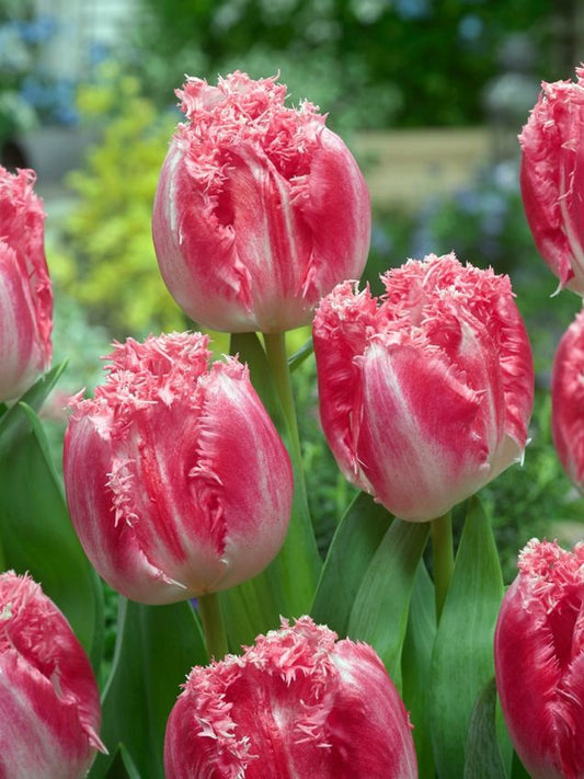 Tulpen Neglige
