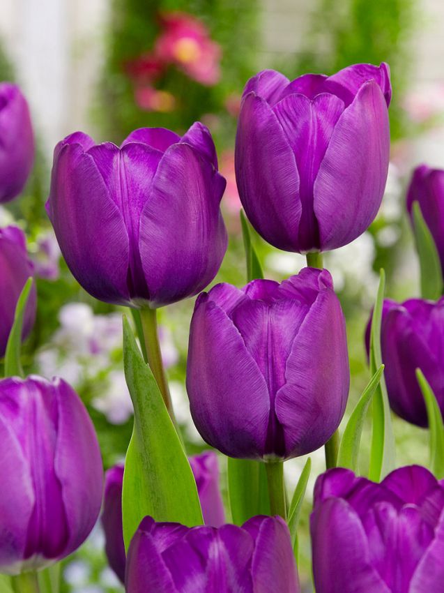 Tulipa 'White Dream & Negrita Mischung' - Tulpe
