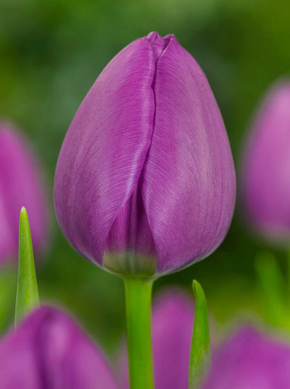 Tulpe 'Negrita' - 20 Stück
