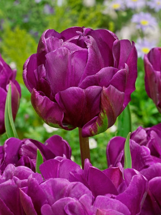 Tulpen Negrita double