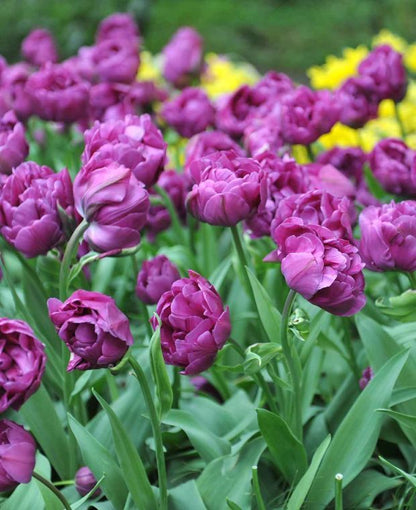 Tulpe 'Negrita Double' - 15 Stück
