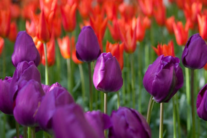 Tulpe 'Negrita' - 20 Stück