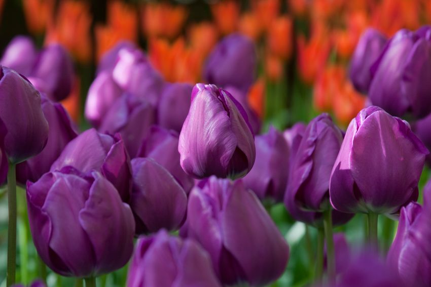 Tulpe 'Negrita' - 20 Stück