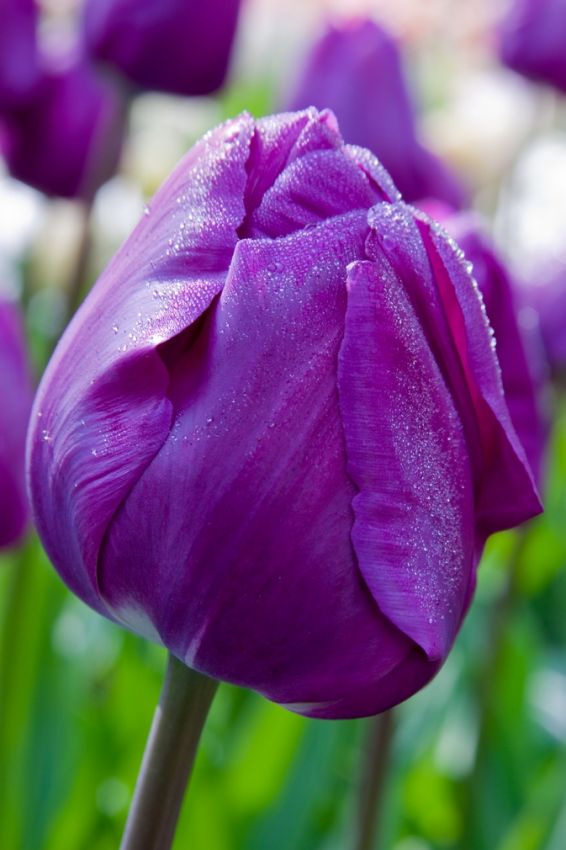 Tulpe 'Negrita' - 20 Stück