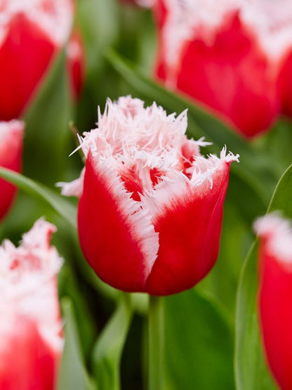 Tulpe 'New Santa' - 20 Stück