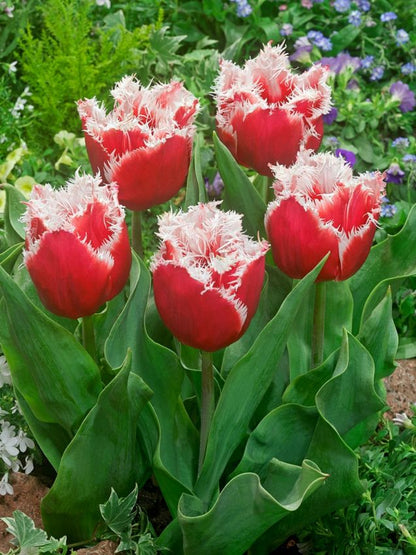 Tulpe 'New Santa' - 20 Stück