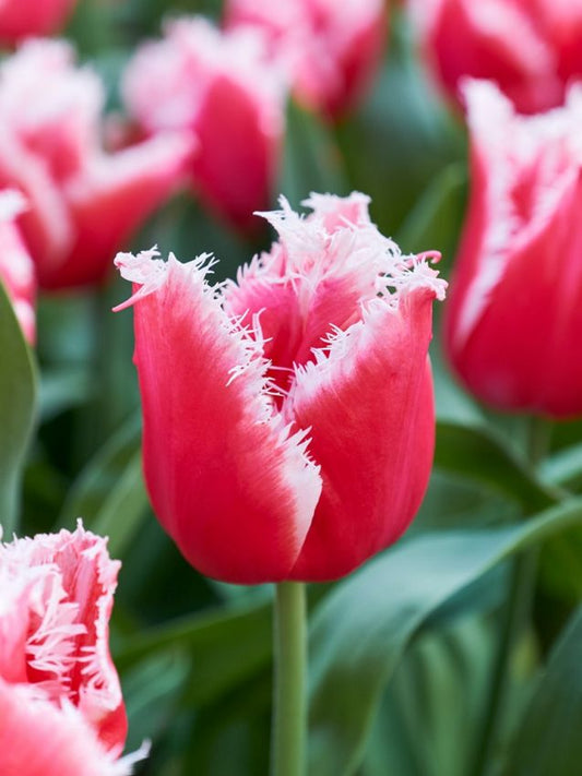 Tulpen New santa