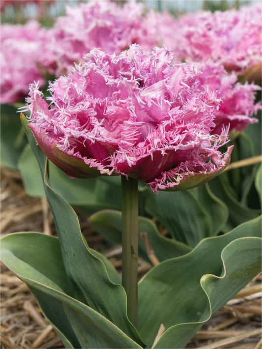 Tulpen Newcastle