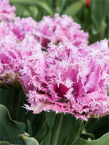 Tulpe 'Newcastle' - 15 Stück