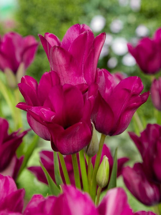 Tulpen Night club