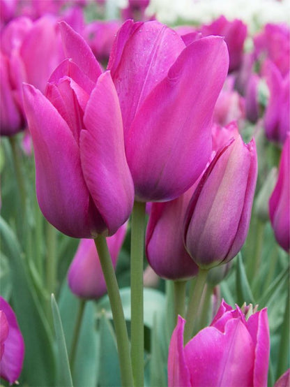 Tulipa 'Night Club' - Tulpe
