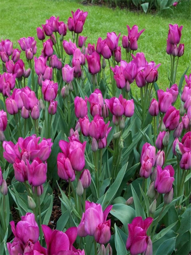 Tulipa 'Night Club' - Tulpe