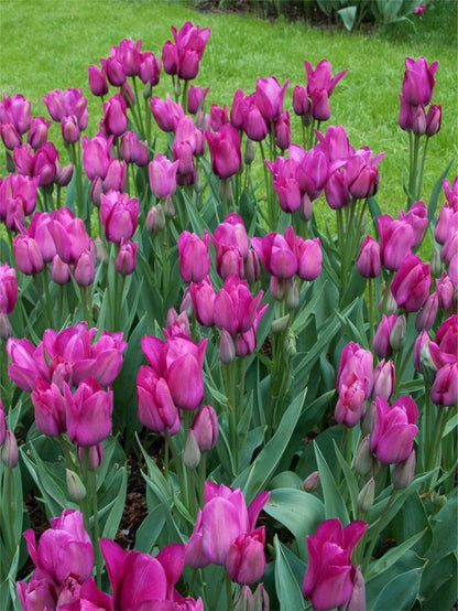 Tulipa 'Night Club' - Tulpe