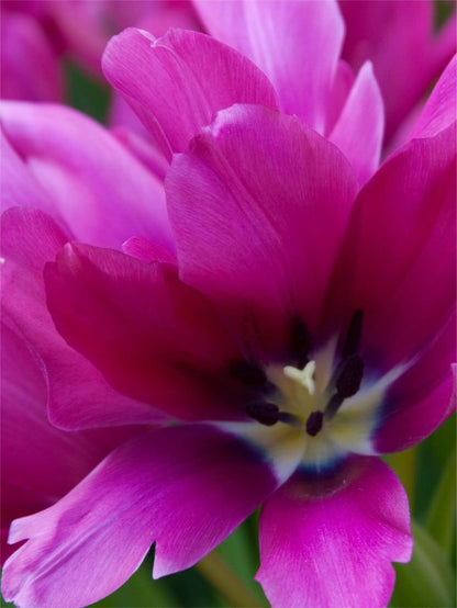Tulipa 'Night Club' - Tulpe