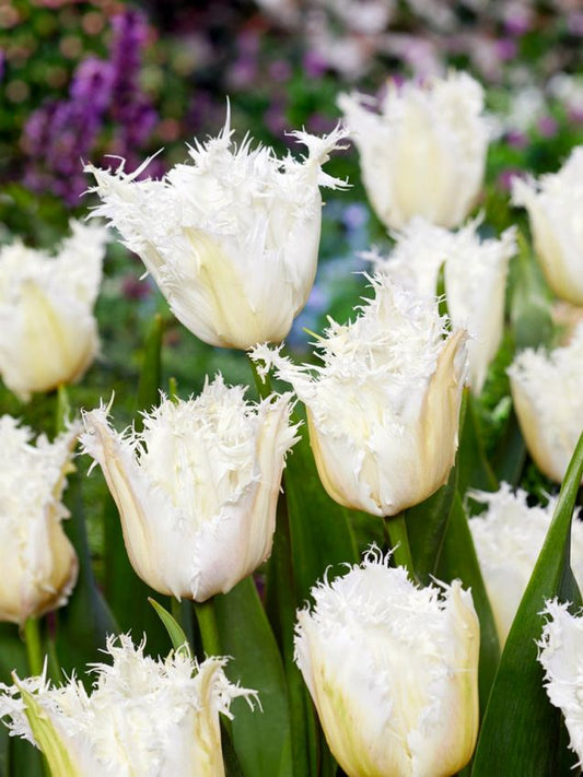 Tulpen Noordeinde