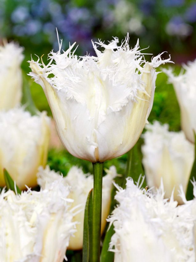 Tulpe 'Noordeinde' - 25 Stück