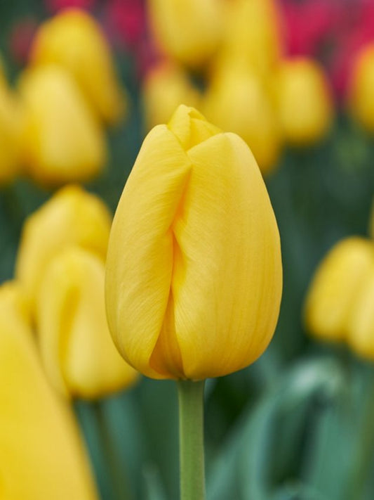 Tulpen Novi sun