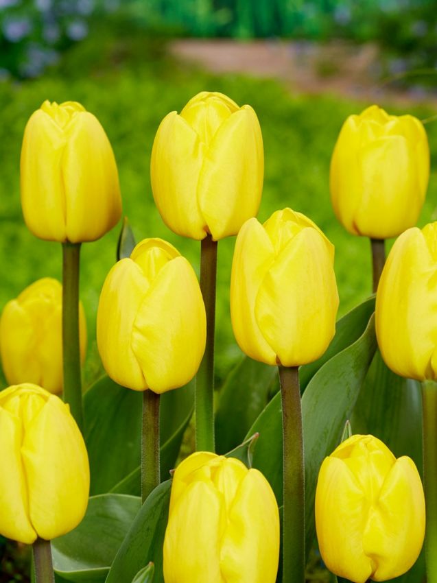 Tulpe 'Novi Sun' - 25 Stück