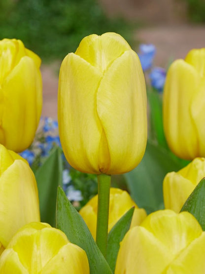 Tulpe 'Novi Sun' - 25 Stück