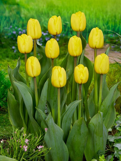 Tulpe 'Novi Sun' - 25 Stück