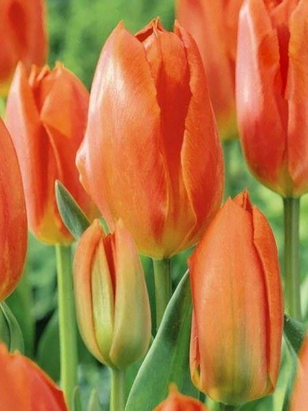 Tulpen Orange brilliant