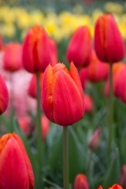 Tulipa 'Orange Cassini' - Tulpe