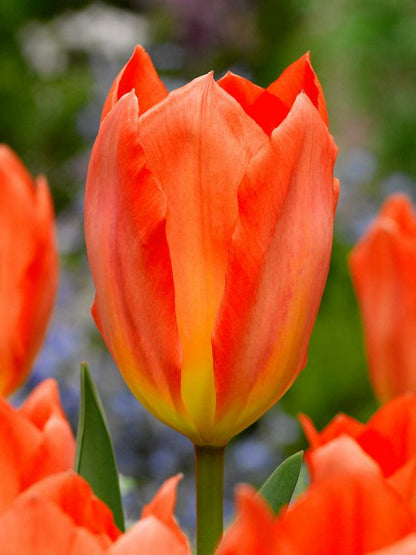 Tulpen Orange emperor