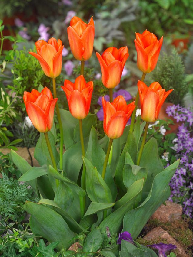 Tulpe 'Orange Emperor' - 25 Stück