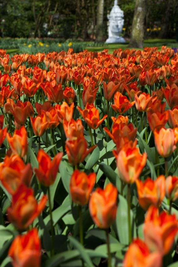 Tulpe 'Orange Emperor' - 25 Stück