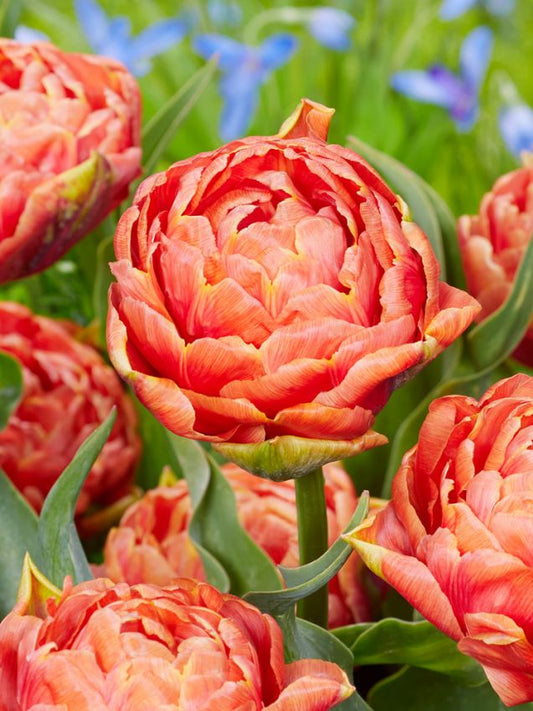 Tulpen Orange flavour