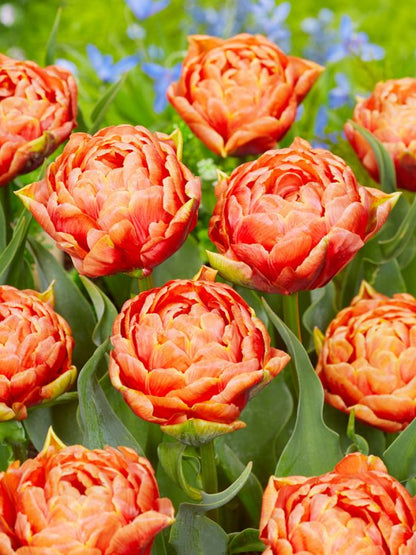 Tulpe 'Orange Flavour' - 20 Stück