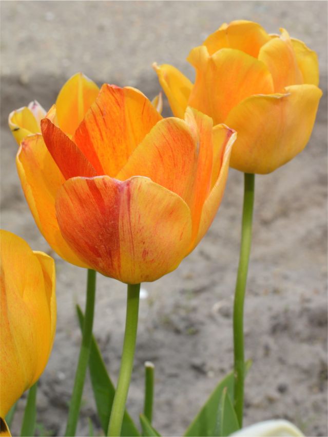 Tulpen Orange lion