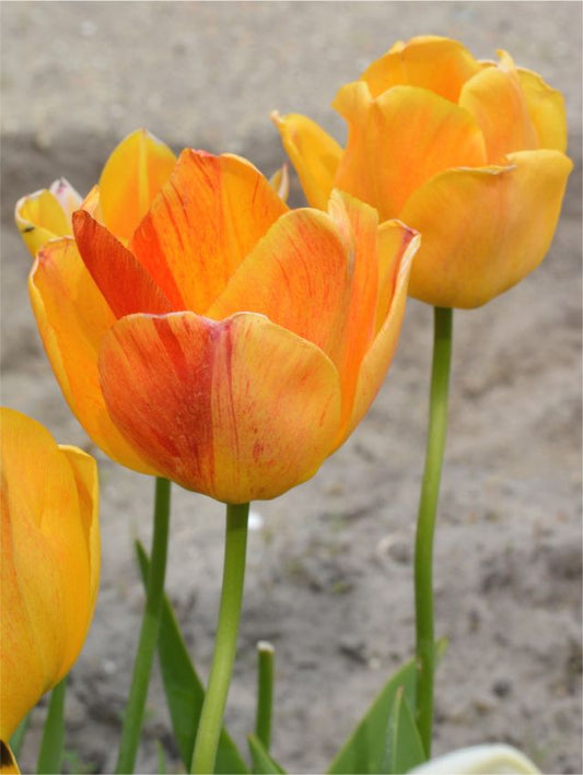 Tulpen Orange lion